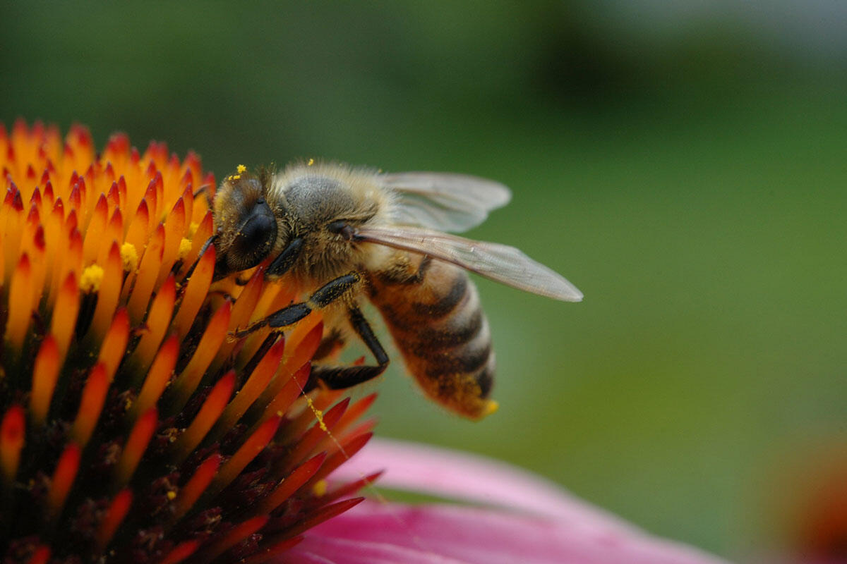 api-e-miele-a-rischio-in-veneto