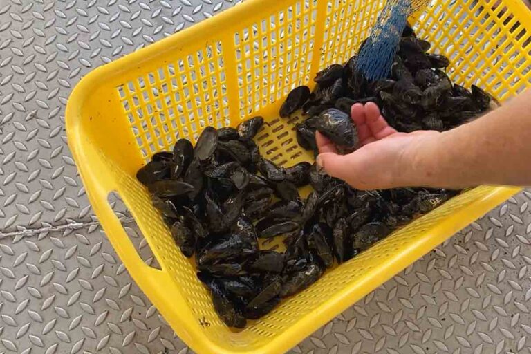 cozze-di-pellestrina-venezia