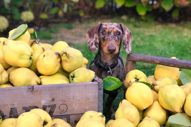 cane-con-frutta-fresca