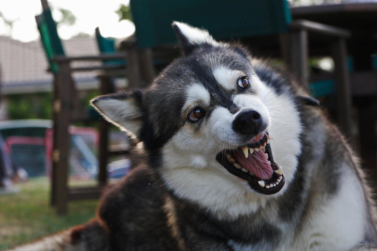 ulss3-cani-morsicatori-corso-patentino-husky