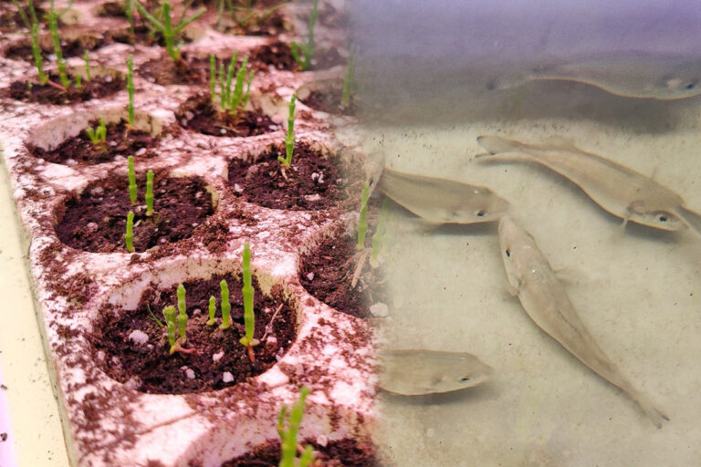 acquaponica-salicornia-orate-ca-foscari